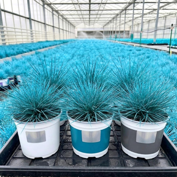Blue Fescue Live Plant, Perennial Garden Grass, 3-6 Inch Tall, 4 Inch Pot