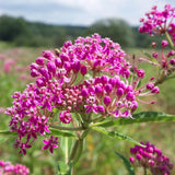 2 Pink Milkweed Live Plants, Patio Container Plant, 4-6 Inch Tall