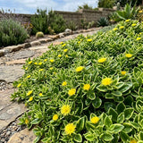Yellow Ice Plant Live Plant, Ground Cover, 4 Inch Pot
