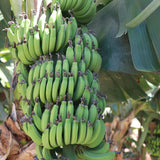 Cavendish Banana Tree, Hardy Banana Live Plant, 4-7 Inch Tall, 4 Inch Pot