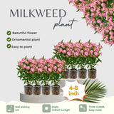 2 Pink Milkweed Live Plants, Asclepias Tuberosa Plant 4–6" Tall