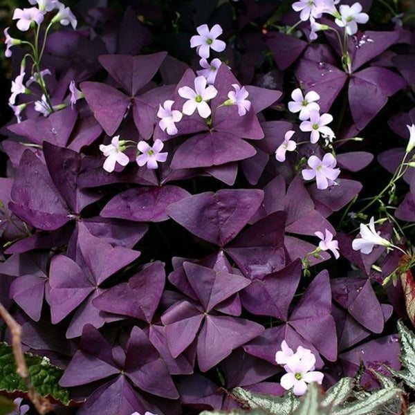 Purple Shamrock Oxalis Plant Live, Indoor Decor Plant, 3.5 Inch Pot