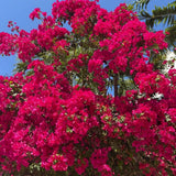 Set 2 Barbara Karst Bougainvillea Live Plant 5-7 Inch Tall