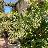 4 Pack Night Blooming Jasmine Live Plants, 4-7 Inc Tall