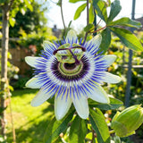 2 Blue Passion Flower Plants, Passiflora Flower Plant, 4-6 Inch Tall