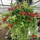 Curly Lipstick Plant Live, Trailing Houseplant, 2 Inch Pot