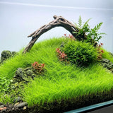 100 Aquarium Seeds, Aquarium Live Plants, Patio Container Plant