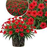 6 Red Mexican Petunia Live Plants, Perennial Plant, 4-6 Inch Tall