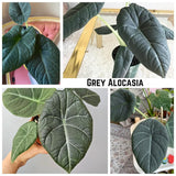 2 Grey Alocasia Live Plants, Alocasia Indoor Housplant, 4-6 Inch Tall
