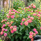 2 Light Pink Lantana Plants Live, Hardy Flowering Perennial, 4-6" Tall