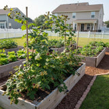 2 Ouachita Black Berry Plants, Blackberries Bush, 4-6 Inch Tall