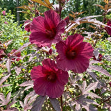 Pack 3 Cranberry Hibiscus Plant Live,4-6" Tall