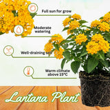 2 Gold Lantana Plants Live, Lantana Flower Plant, 4-6 Inches Tall