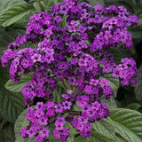 3 Purple Blue Heliotrope Plants, Heliotrope Starter Plant, 3-5 Inch Tall