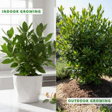 2 Bay Leaf Live Plants, Laurus Nobilis Plant, 4-6 Inch Tall