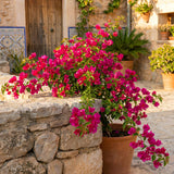 2 Deep Pink Bougainvillea Plants, Well-Rooted Bougainvillea, 4-6 Inch Tall