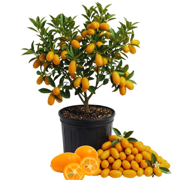 Orange Kumquat Tree Plant Live, Live Starter Plant, 2-3 Ft Tall