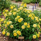 2 White Yellow Lantana Plants Live, Hardy Flowering Perennial, 4-6" Tall