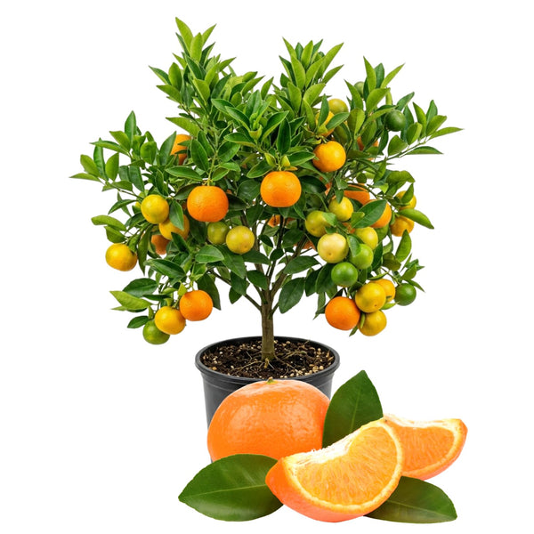 Sweet Tangerine Plant, Sweet Citrus Fruit Tree, 1-2 Ft Tall in Gallon Pot