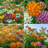 2 Mix Milkweed Live Plants, Asclepias Tuberosa Plant 4–6" Tall