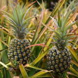 2 Elite Gold Pineapple Plants Live, Garden Plant, 4-7 Inch Tall