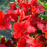 Red Azalea Flower Plant, 5-10" Height