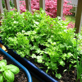 Parsley Plants Live, Well-Rooted Herb Plant, 4-7 Inch Tall