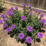 3 Purple Verbena Plants Live, Verbena Flower Plant, 4-6 Inch Tall