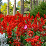 4 Red Live Sage Plants, Salvia Plants, Well-Rooted Starter Plant, 4-6 Inch Tall