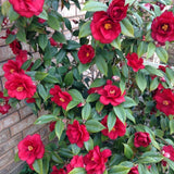 Red Camellia Japonica Plant Live, Blooming Garden Shrub, 8-14 Inch Tall