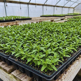 3 Pink Verbena Plants Live