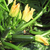 2 Green Live Zucchini Squash Plants, 4-6 Inch Tall, 4 Inch Pot