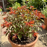 2 Dwarf Firebush Hamelia Live Plants, Hardy Flowering Shrub, 4-6 Inch Tall