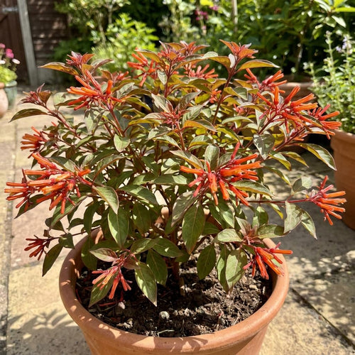 2 Dwarf Firebush Hamelia Live Plants, Hardy Flowering Shrub, 4-6 Inch Tall