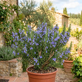 3 Blue Rosemary Live Plants, Rosemary Live Plants, 4-7 Inch Tall
