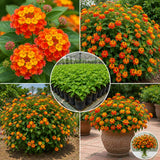 2 Orange Lantana Plants Live, Hardy Flowering Perennial, 4-6" Tall