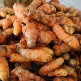 10 Yellow Turmeric Live Roots, Indoor Outdoor Plant