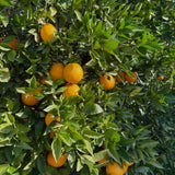 Red Navel Orange Live Tree in 1 Gallon Pot, 24–30 Inch Tall