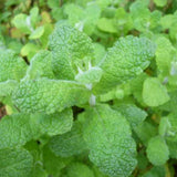 2 Live Strawberry Mint Plants, Herb Plant, 4-5 Inch Tall