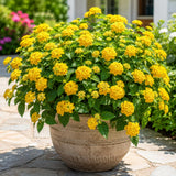 2 Gold Lantana Plants Live, Lantana Flower Plant, 4-6 Inches Tall