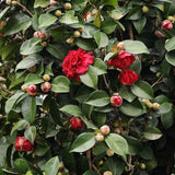 Red Camellia Japonica Plant Live, Blooming Garden Shrub, 8-14 Inch Tall