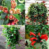 Curly Lipstick Plant Live, Trailing Houseplant, 2 Inch Pot