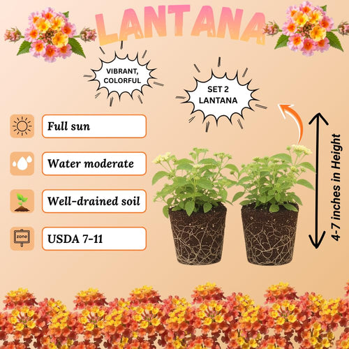 2 Ham and Eggs Lantana Live Plants, Lantana Flower Plant, 4-7 Inch Tall