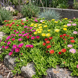 Assorted Ice Plant Succulent Live Plant, Garden Ground Cover, 4 Inch Pot