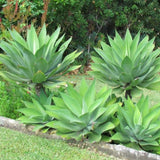 Attenuata Agave Live Plant, Warm Climate Succulent, 4 Inch Pot