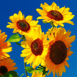 3 Yellow Sunflower Live Plants Seedling, 3-5 Inch Tall in Pot