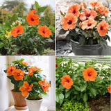 Orange Hibiscus Live Plant, Home Garden Plant, 4-6 Inch Tall