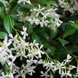 Star Jasmine Vine Live Plant, Fragrant Flower Vine Plant, 3 Inch Pot