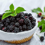 2 Navaho BlackBerry Live Plants, Berry Fruit Bush, 4-6 Inch Tall