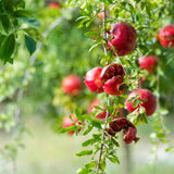 Live Pomegranate Tree Plant, Pomegranates Fruit, 8-10 Inch Tall, 4 Inch Pot